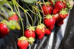 Japanese Strawberry Related Keywords & Suggestions - Japanes